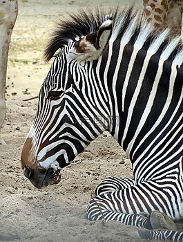 斑馬,哺乳動物,動物園