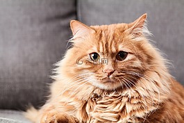動物,貓,可愛