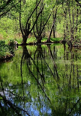 性質(zhì),水域,木