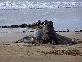 海獅,海灘,新西蘭