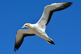 北方塘鵝,動(dòng)物世界,鳥