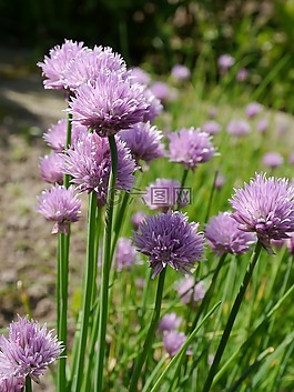 韭菜,關閉,紫