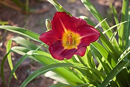 花,戶外,植物