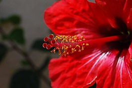 花卉,宏,紅色