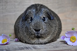 lemonagouti,豚鼠,光滑的頭發(fā)