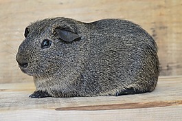 豚鼠,光滑的頭發(fā),lemonagouti