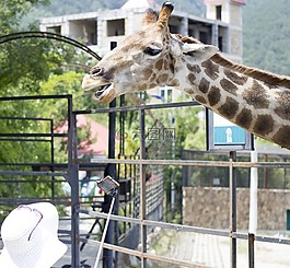 長(zhǎng)頸鹿,動(dòng)物園,生活的本質(zhì)