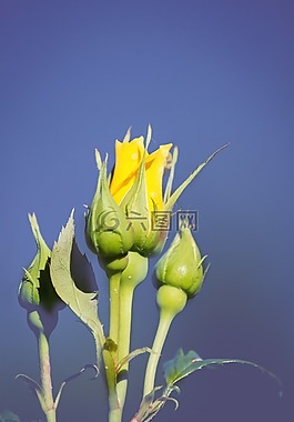 花,玫瑰,黃色