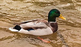 鴨,鳥,野生鳥類