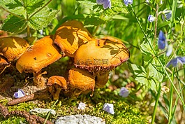 食品,性質(zhì),廠
