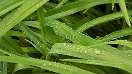 植物,工作表,性質(zhì)