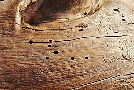日志,木蟲(chóng),吠