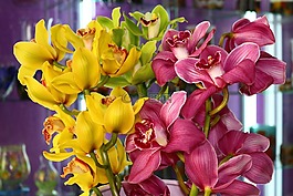 花,自然,植物區(qū)系