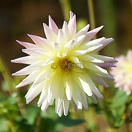 性質(zhì),廠,花