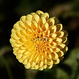 性質(zhì),廠,花