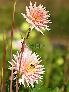 性質,廠,花