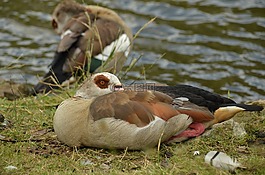 鵝,尼羅河鵝,鳥