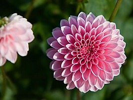 性質(zhì),廠,花