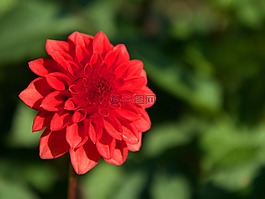 性質(zhì),廠(chǎng),花