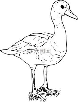 鴨,白,鵝