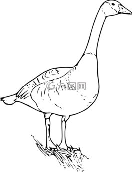 鵝,鳥,動物