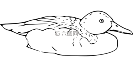 鴨,鳥,野生動物
