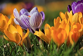 花,性質(zhì),花園