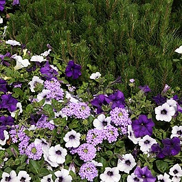 夏季花卉,丁香花,矮牽牛