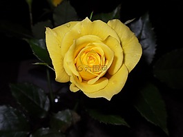 玫瑰,黃色,豐花