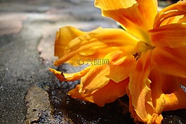橙花,虎百合,夏天