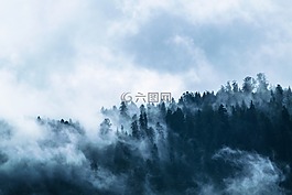 雾,森林,山世界