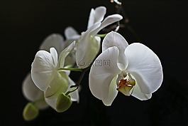 蘭花,白,花