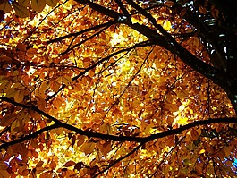 山毛榉木,秋季,发黄的树叶
