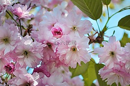 開花,蘋果,綠色