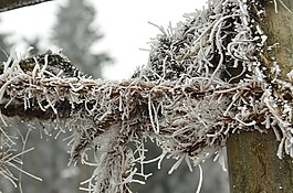 成熟,雪,分支
