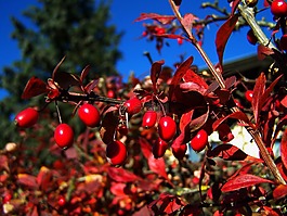 紅色漿果,秋季收獲,栗色 barberries