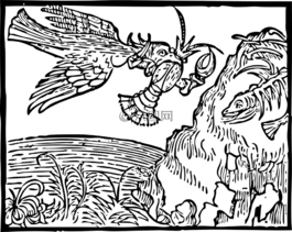 水,鳥,龍蝦