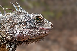 伊瓜納,爬行動物,野生動物