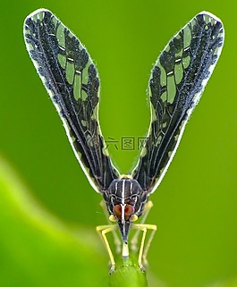 自然,昆蟲(chóng),蝴蝶