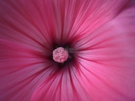 花,粉色,宏