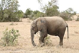 野生動物,象,動物