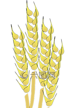 小麥,谷物,收獲