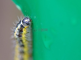 卡特彼勒,葉子,性質(zhì)