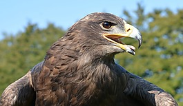 獵鷹,野生,國家公園