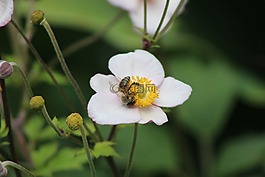 蜜蜂,白色的花,花瓣