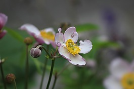 白色的花,花瓣,厂