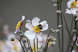 蜜蜂,白色的花,花瓣