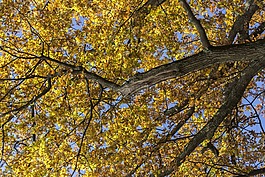 秋季,深秋,葉子