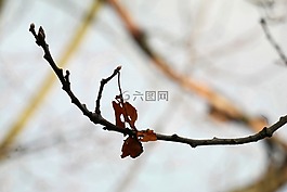 科,葉子,秋季