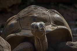 龜,巨型龜,爬行動物